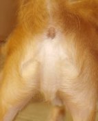 dog's bottom